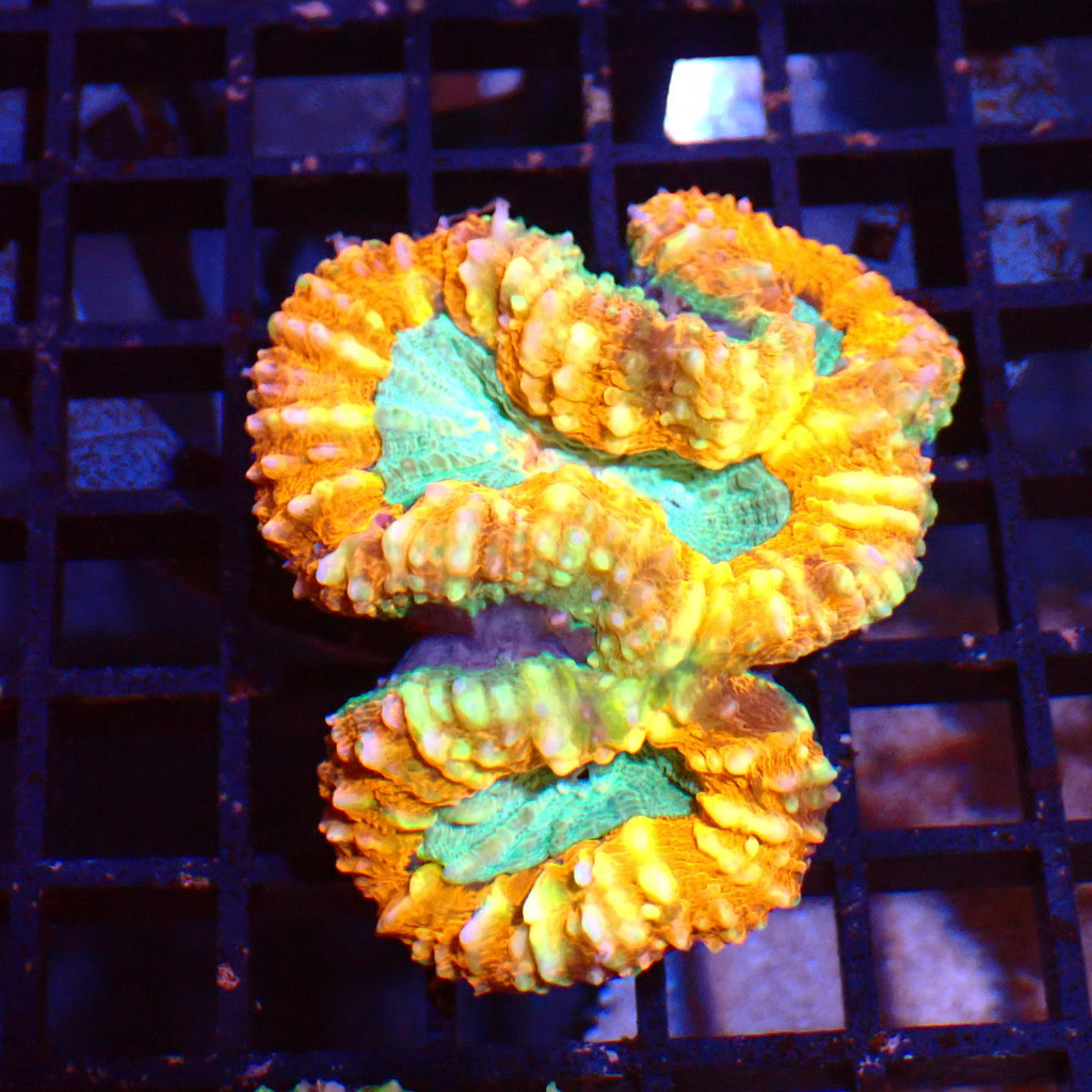 Pachysepta (Acan) AA021 | Acanthastrea pachysepta - Red Sea 15K