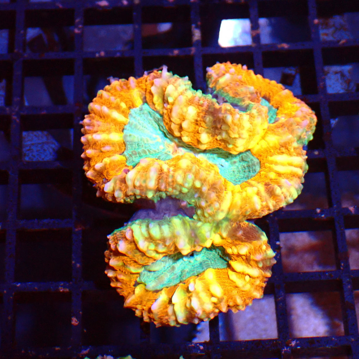 Pachysepta (Acan) AA021 | Acanthastrea pachysepta at ← Red Sea 15k