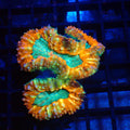 Pachysepta (Acan) AA021 | Acanthastrea pachysepta - Red Sea 20K LED