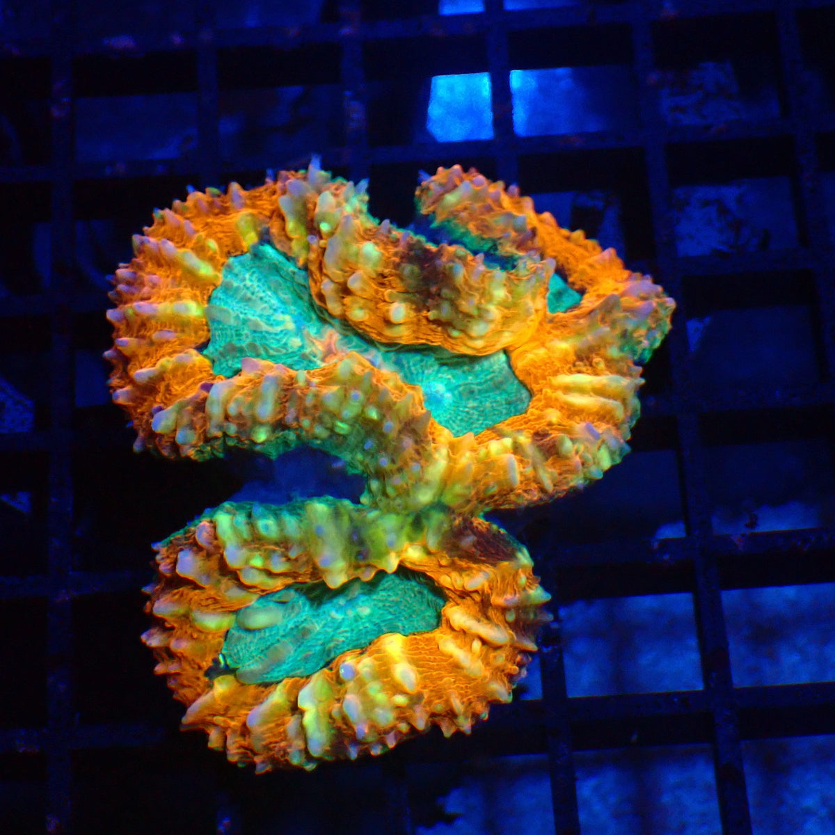 Pachysepta (Acan) AA021 | Acanthastrea pachysepta - Red Sea 20K LED