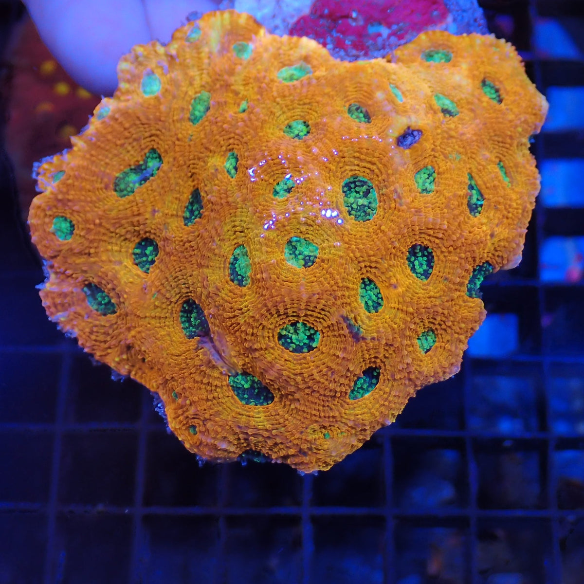 Acanthastrea Echinata AA001 | Acanthastrea echinata