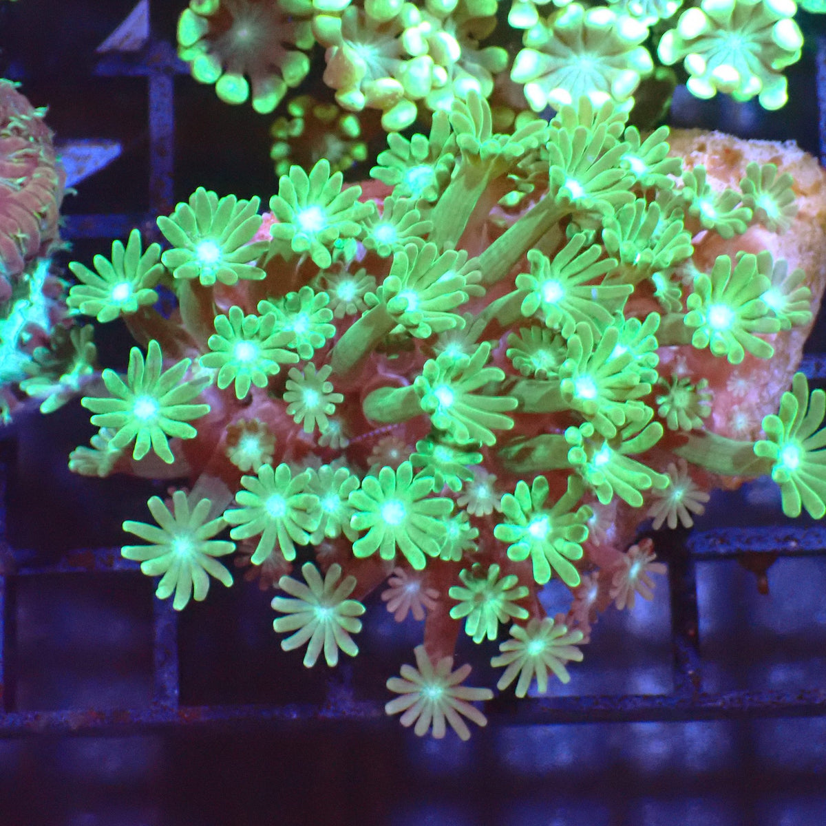 Alveopora AA001 | Alveopora sp. at ← Red Sea 15k