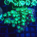 Alveopora AA001 | Alveopora sp. - Red Sea 20K LED