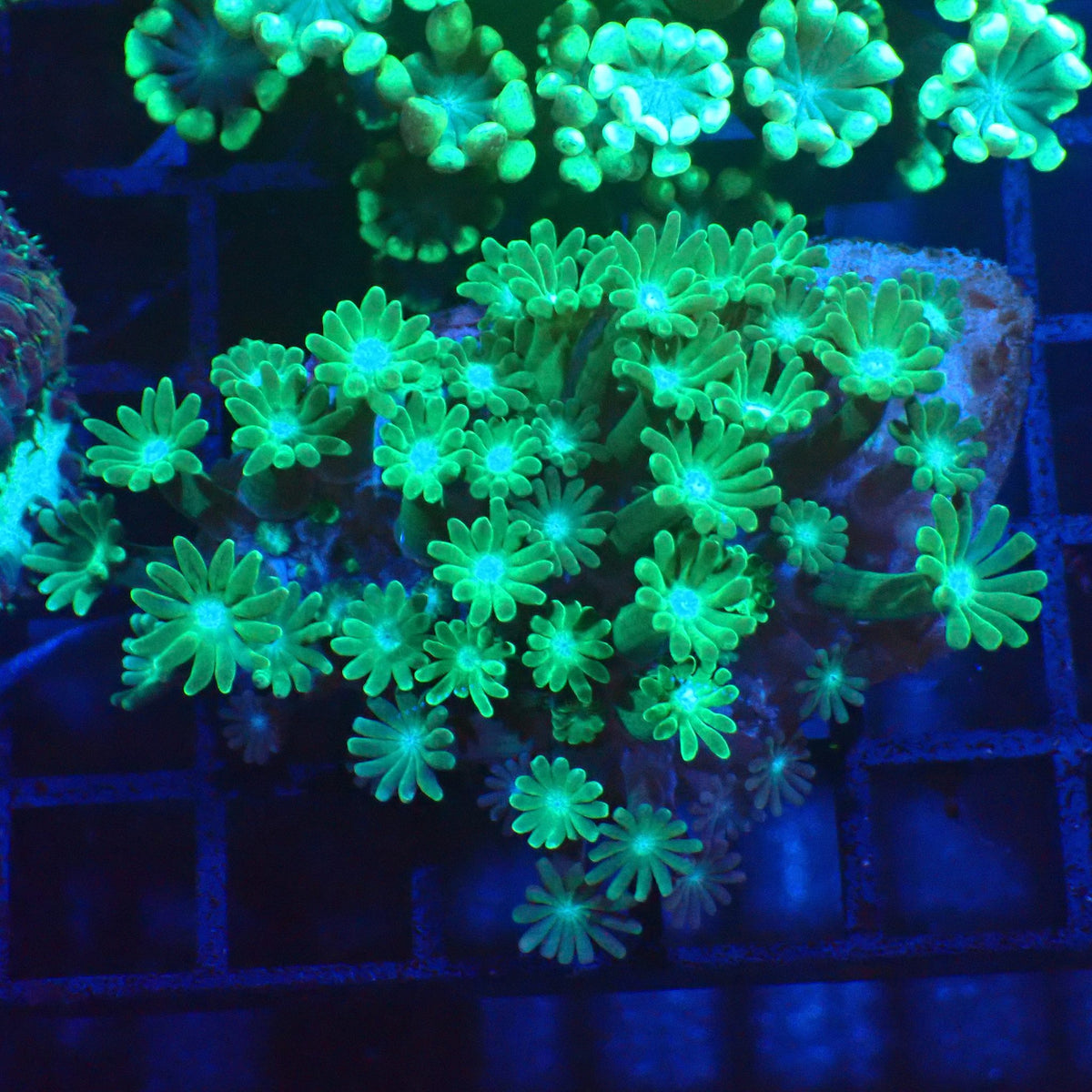 Alveopora AA001 | Alveopora sp. - Red Sea 20K LED