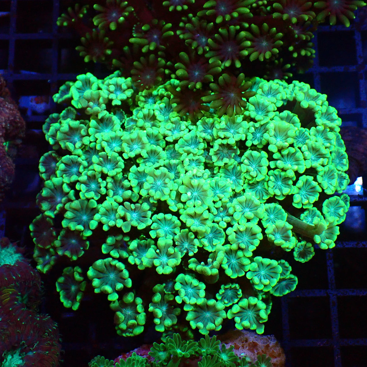 Alveopora AA003 | Alveopora sp. - Red Sea 15K
