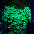Alveopora AA003 | Alveopora sp. - Red Sea 20K LED