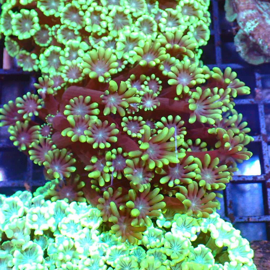 Alveopora AA004 | Alveopora sp. - Red Sea 15K