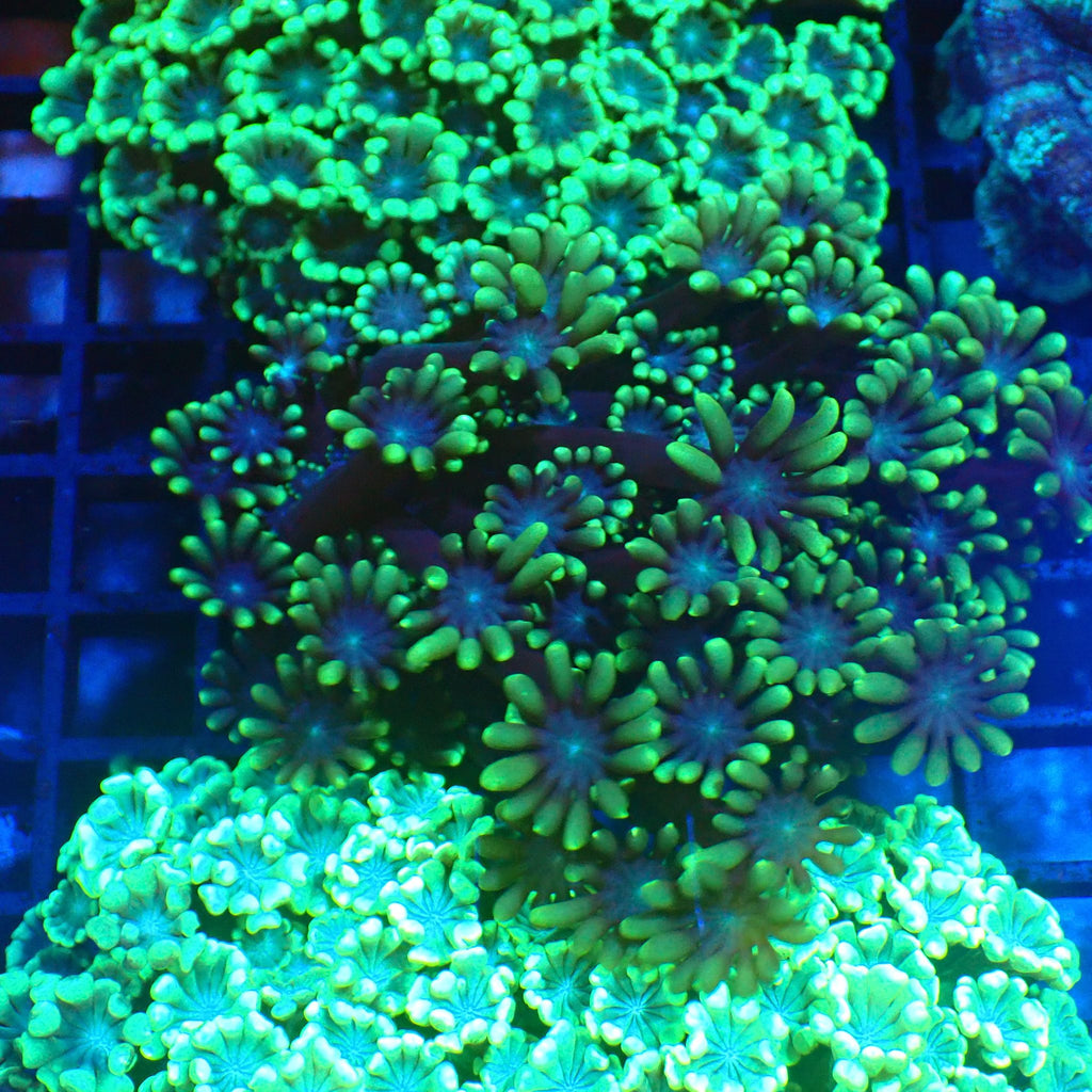 Alveopora AA004 | Alveopora sp. - Red Sea 20K LED