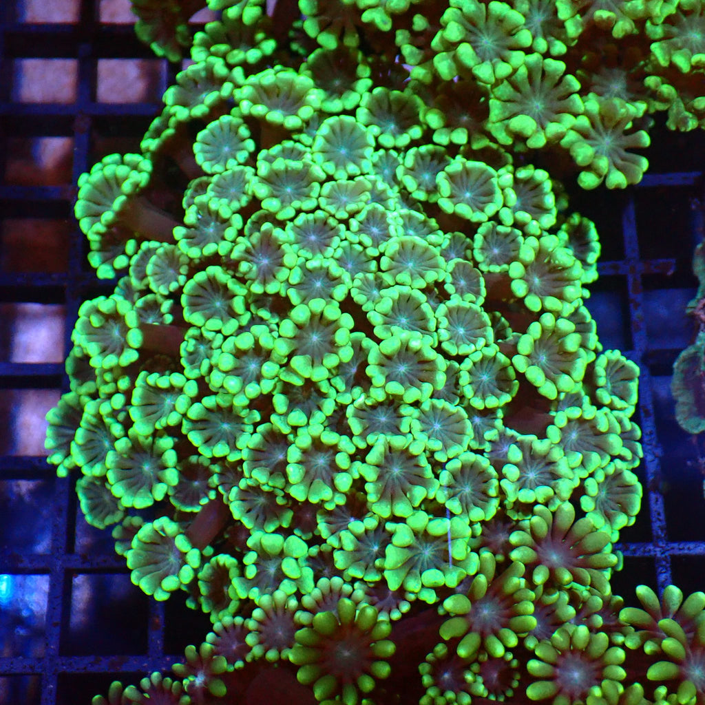 Alveopora AA005 | Alveopora sp. - Red Sea 15K