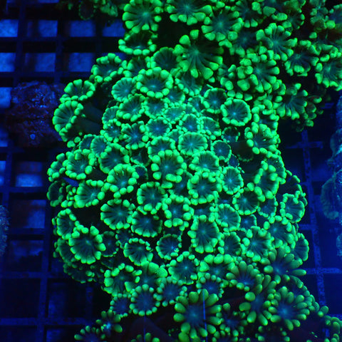 Alveopora AA005 | Alveopora sp. - Red Sea 20K LED