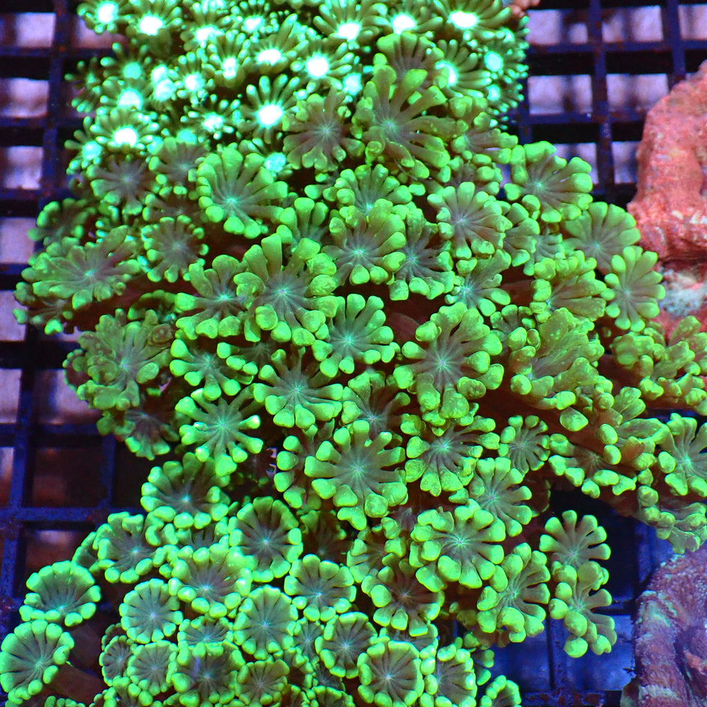 Alveopora AA006 | Alveopora sp. - Red Sea 15K