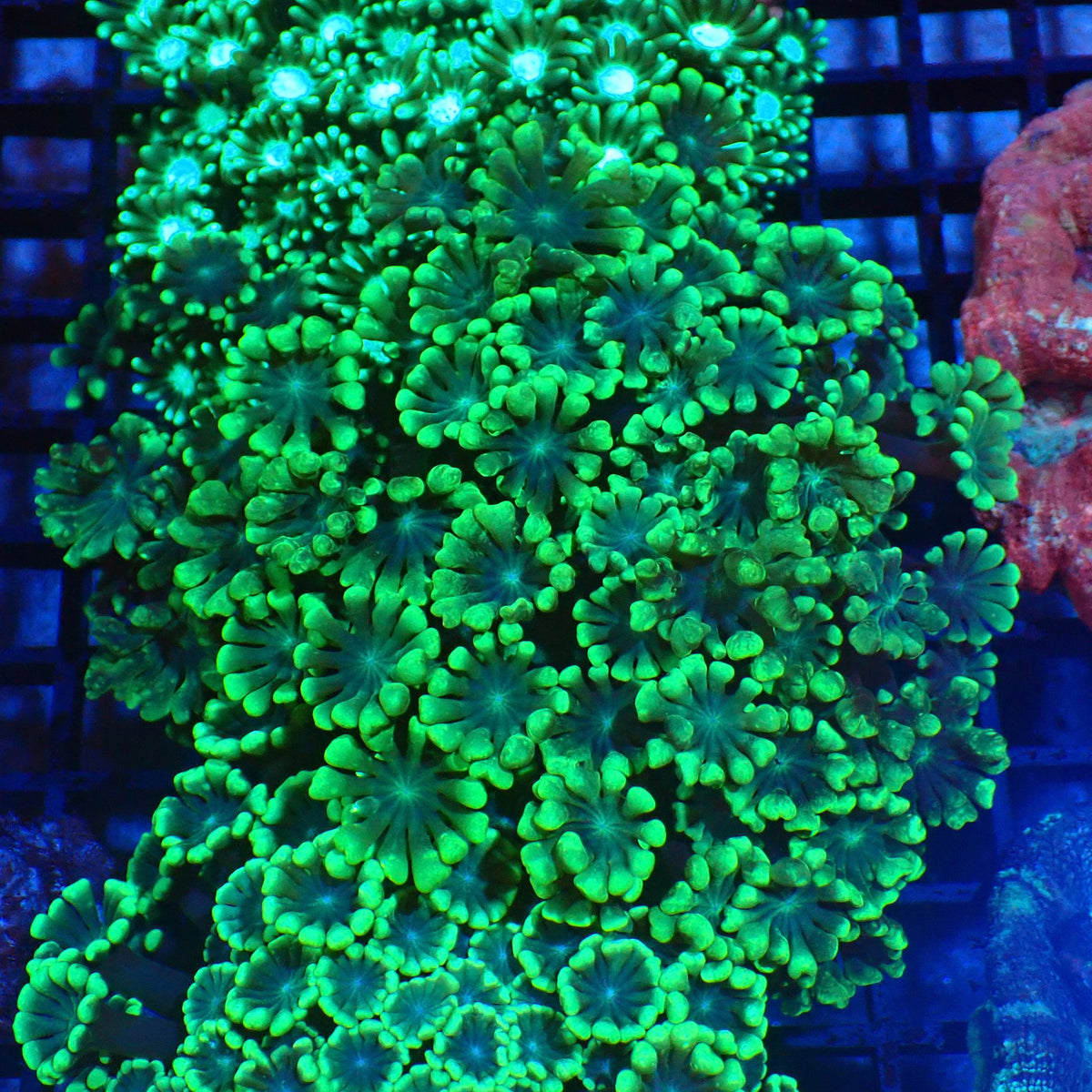 Alveopora AA006 | Alveopora sp. - Red Sea 20K LED