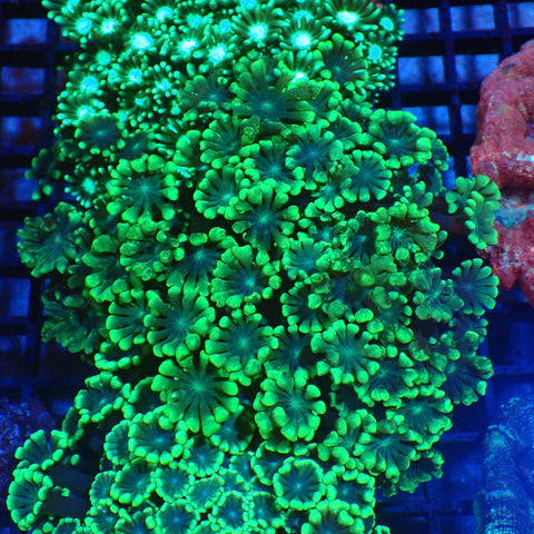 Alveopora AA006 | Alveopora sp. - Red Sea 20K LED