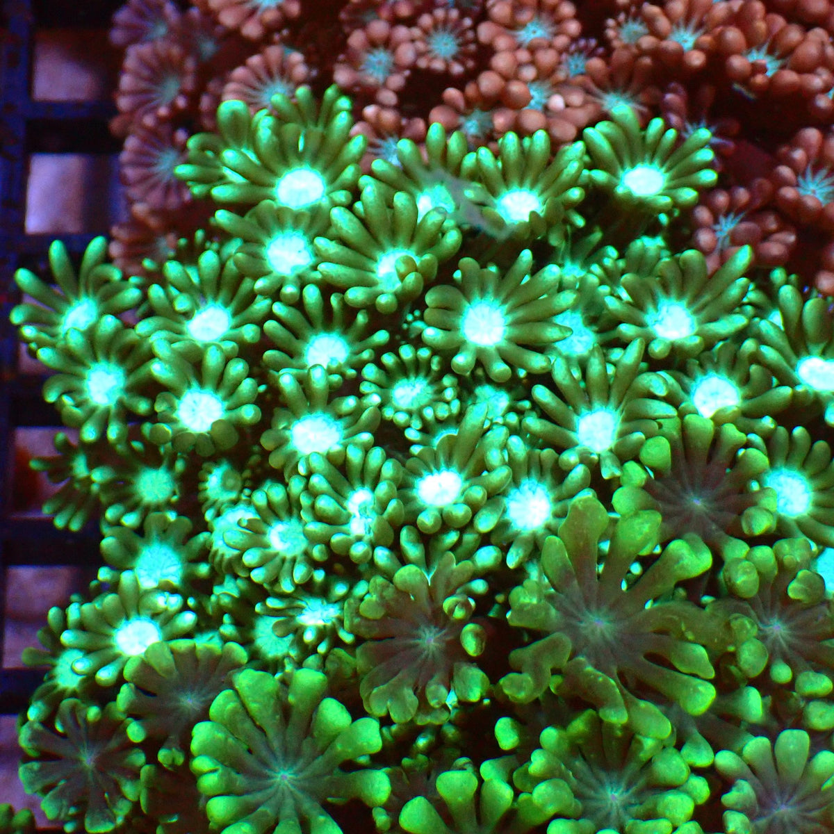 Alveopora AA007 | Alveopora sp. - Red Sea 15K