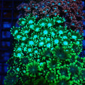 Alveopora AA007 | Alveopora sp. - Red Sea 20K LED