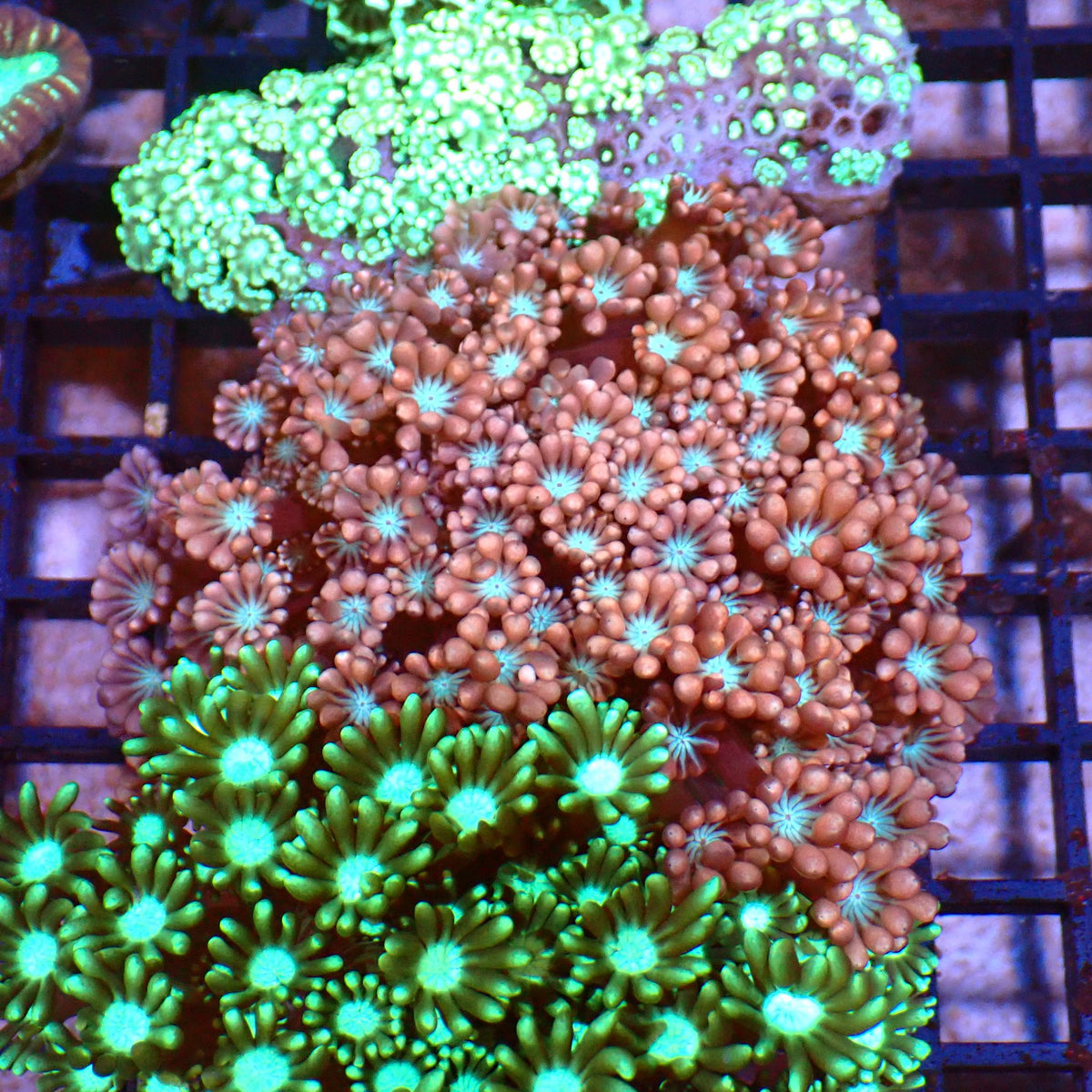 Alveopora AA008 | Alveopora sp. at ← Red Sea 15k