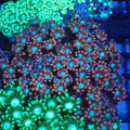 Alveopora AA008 | Alveopora sp. - Red Sea 20K LED