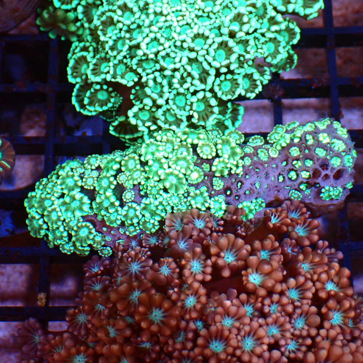 Alveopora AA009 | Alveopora sp. at ← Red Sea 15k