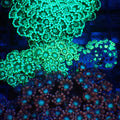 Alveopora AA009 | Alveopora sp. - Red Sea 20K LED