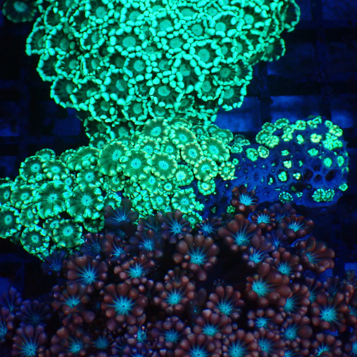 Alveopora AA009 | Alveopora sp. at Red Sea 20k →