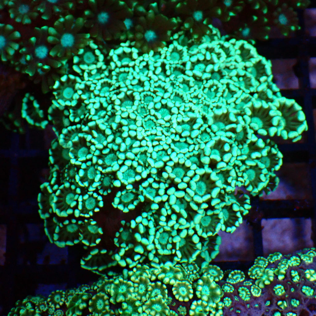 Alveopora AA010 | Alveopora sp. - Red Sea 15K