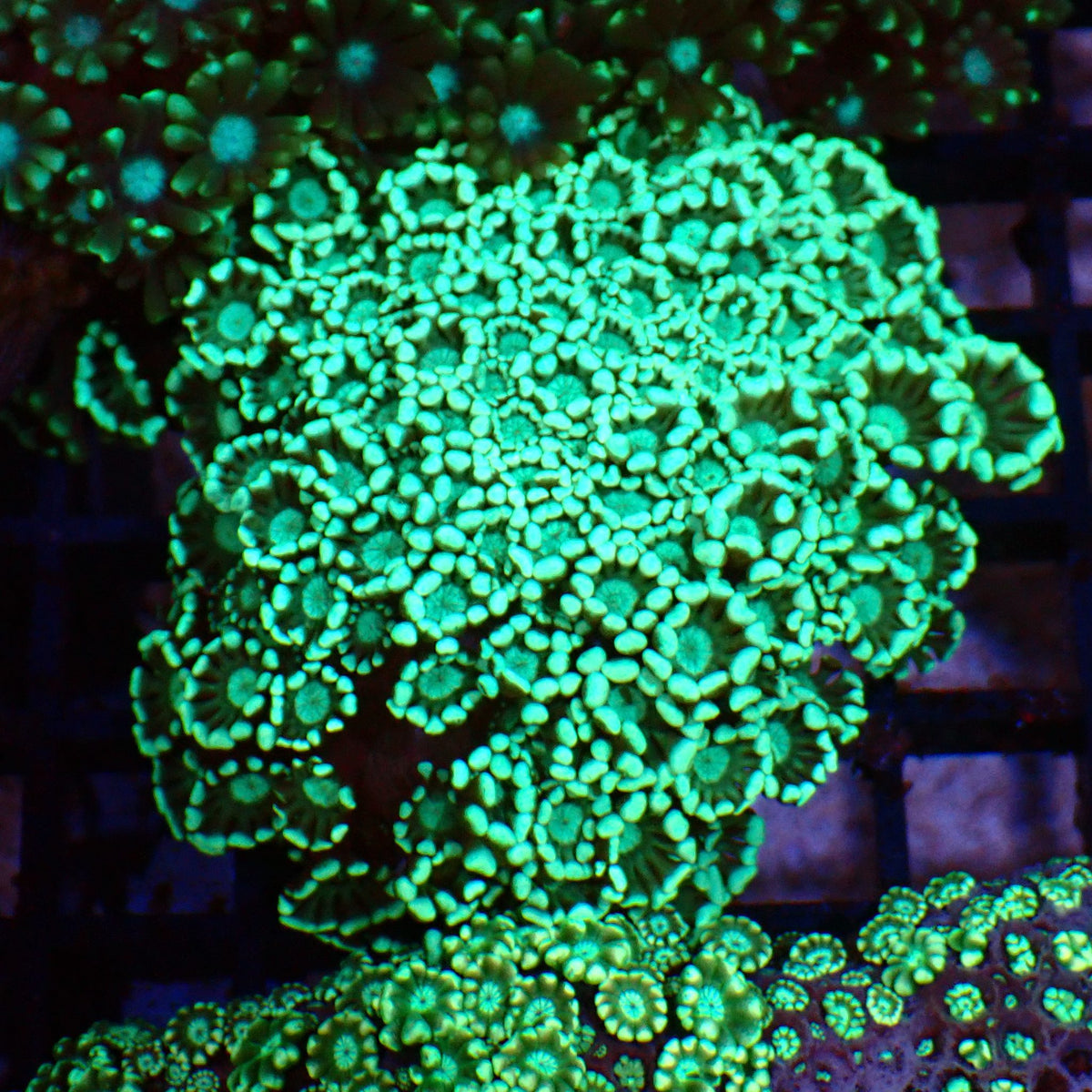 Alveopora AA010 | Alveopora sp. - Red Sea 15K