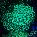 Alveopora AA010 | Alveopora sp. - Red Sea 20K LED