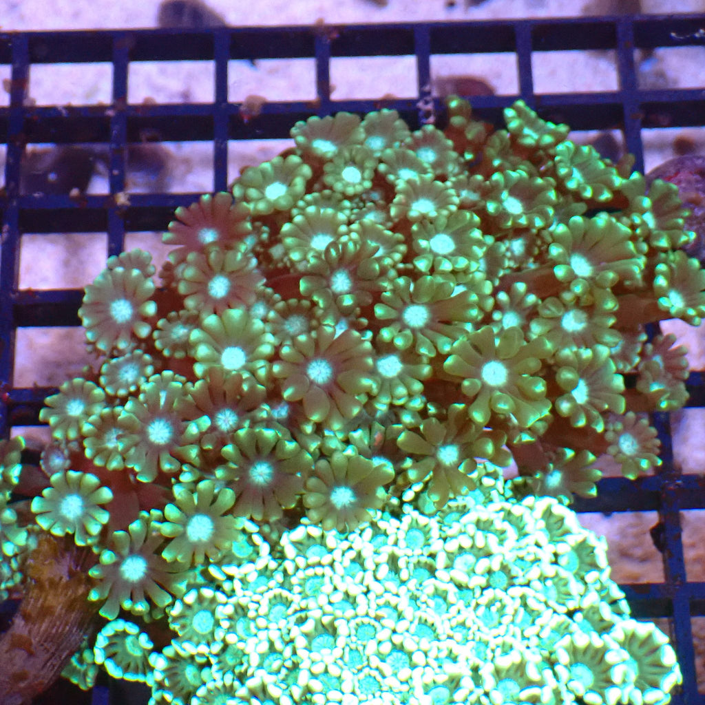 Alveopora AA011 | Alveopora sp. - Red Sea 15K