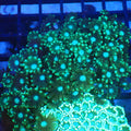 Alveopora AA011 | Alveopora sp. - Red Sea 20K LED