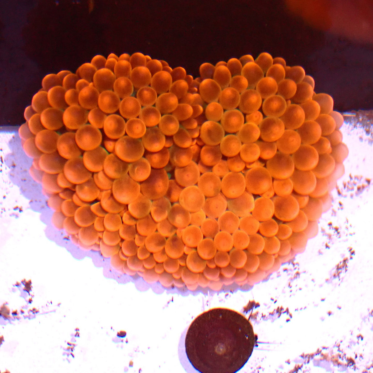 Rose Bubble Tip Anemone AA001 | Entacmaea quadricolor - Red Sea 15K
