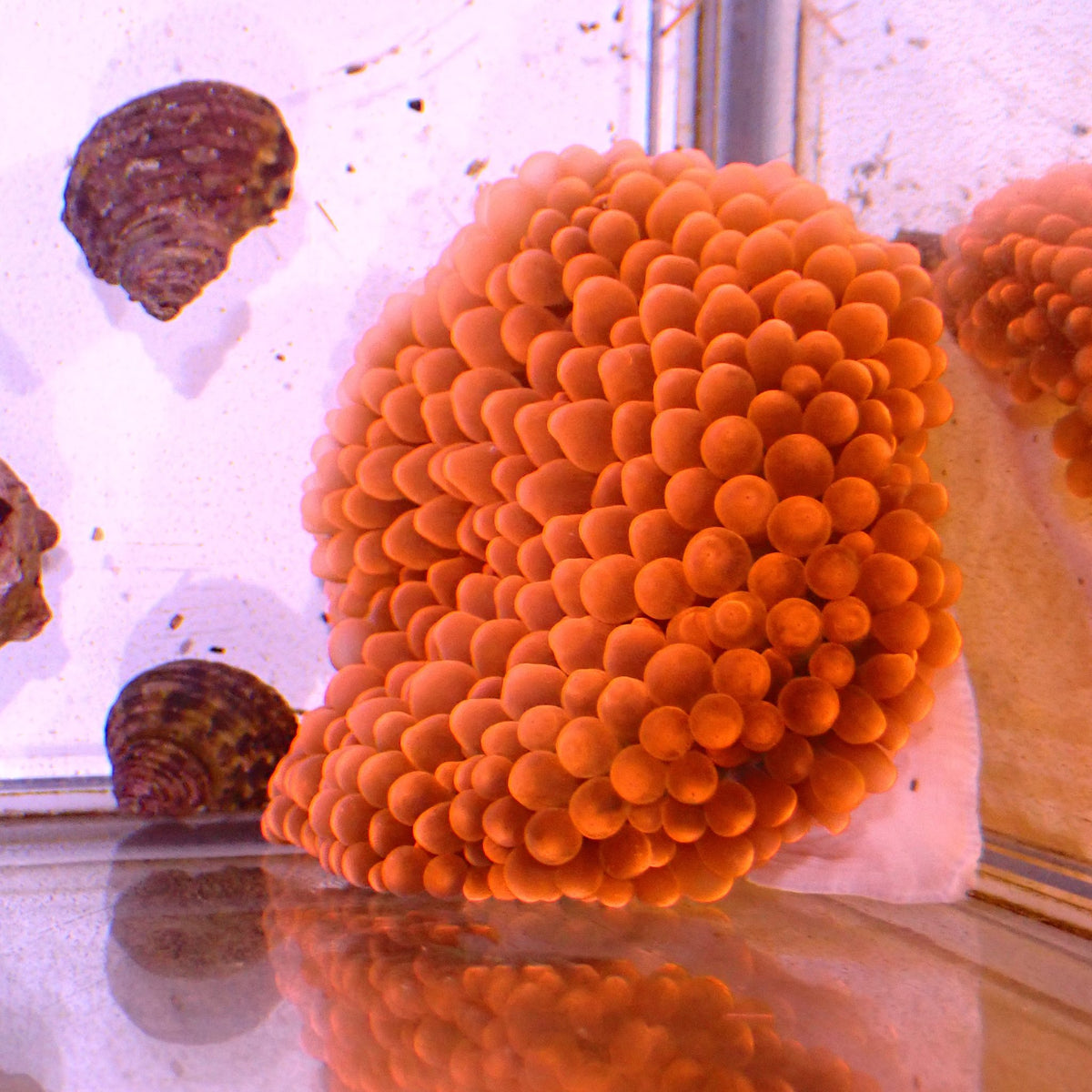 Rose Bubble Tip Anemone AA002 | Entacmaea quadricolor - Red Sea 15K