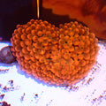 Rose Bubble Tip Anemone AA001 | Entacmaea quadricolor - Red Sea 20K LED