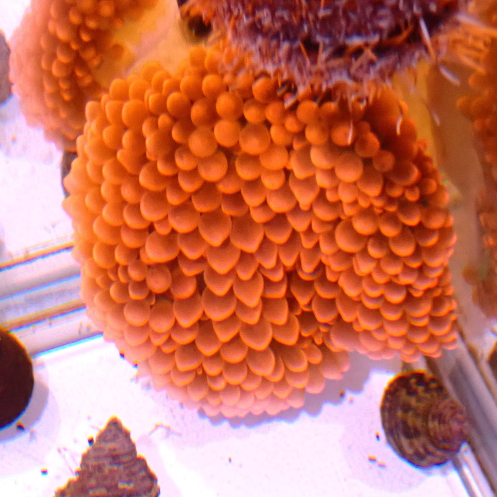 Rose Bubble Tip Anemone AA002 | Entacmaea quadricolor - Red Sea 20K LED