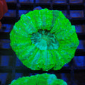 Acanthophyllia AA005 | Acanthophyllia deshayesiana