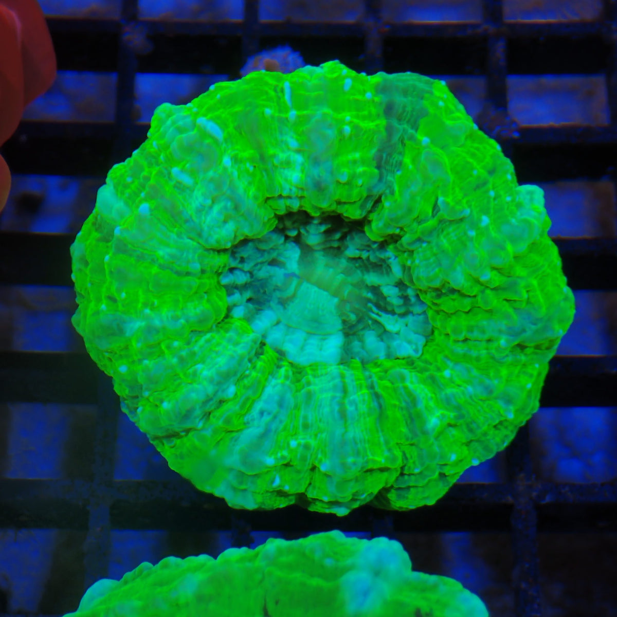 Acanthophyllia AA005 | Acanthophyllia deshayesiana
