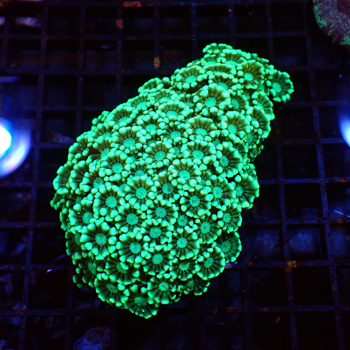 Alveopora AA001 | Alveopora sp. at ← Red Sea 15k