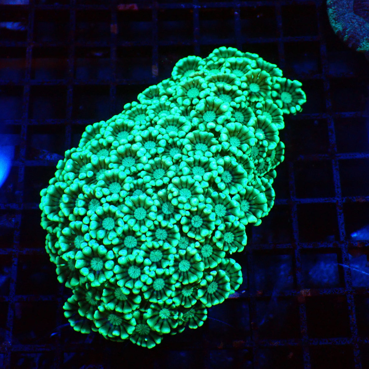 Alveopora AA001 | Alveopora sp. at Red Sea 20k →