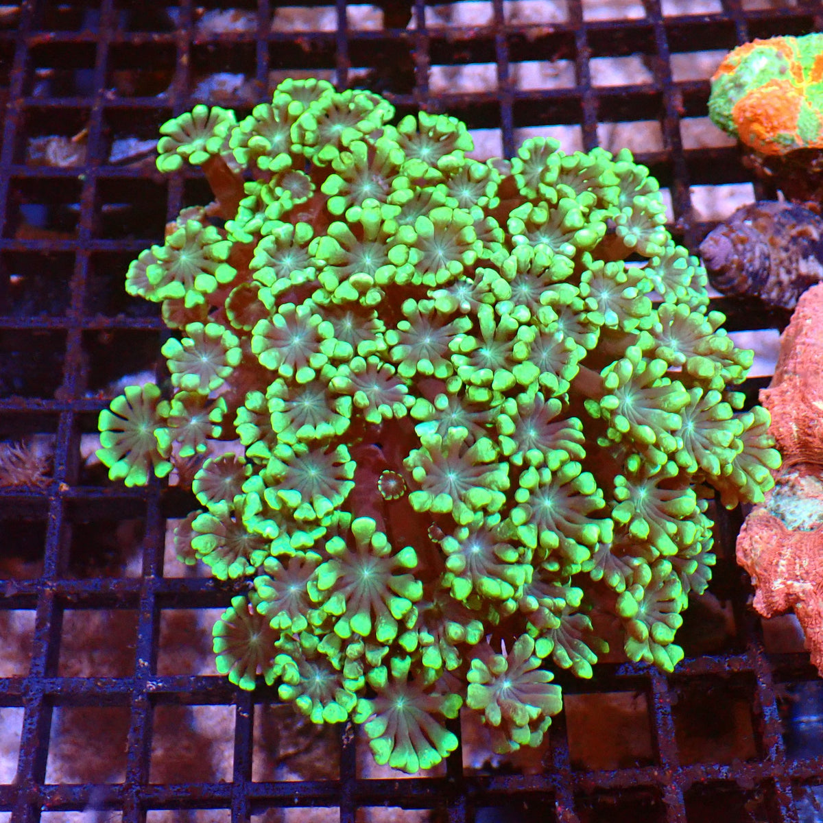 Alveopora AA002 | Alveopora sp. at ← Red Sea 15k