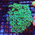 Alveopora AA002 | Alveopora sp. - Red Sea 20K LED