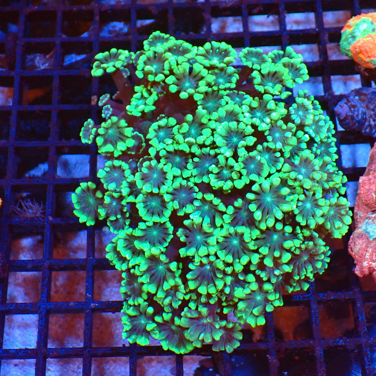 Alveopora AA002 | Alveopora sp. - Red Sea 20K LED