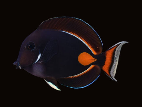Achilles Tang | Acanthurus achilles