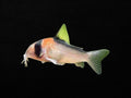 Adolfoi Corydoras