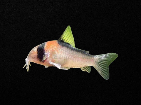 Adolfoi Corydoras
