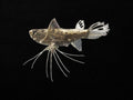 African Butterfly Fish