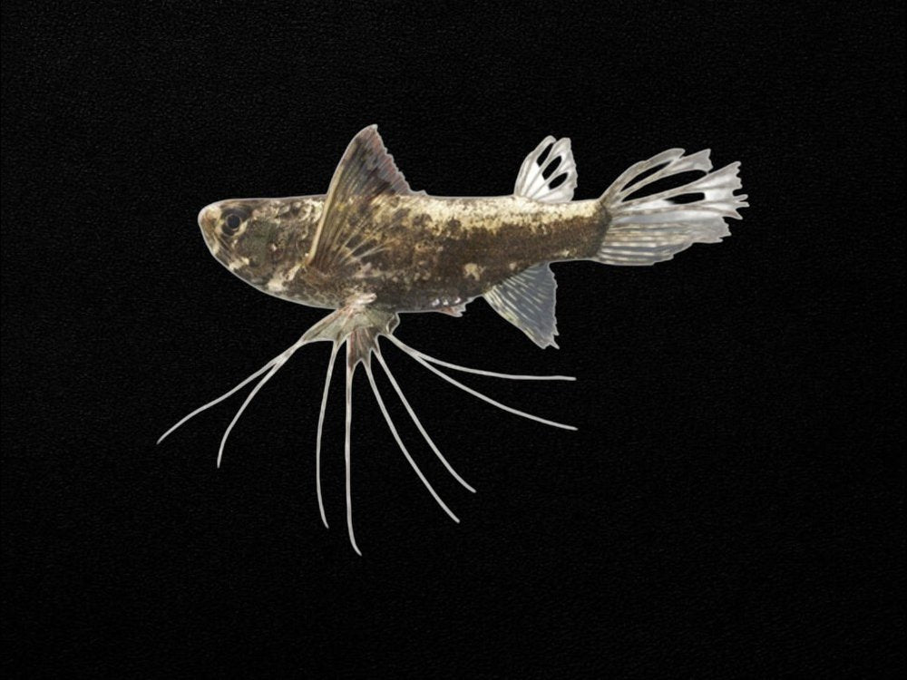African Butterfly Fish