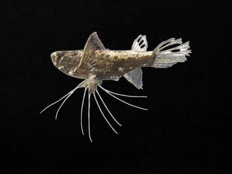 African Butterfly Fish