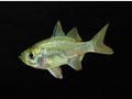 Agassiz's Glassfish