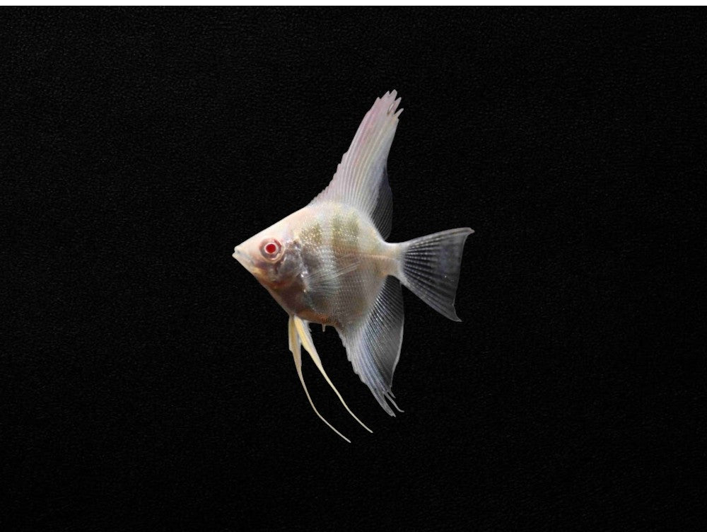 Albino Angelfish (Pterophyllum scalare)