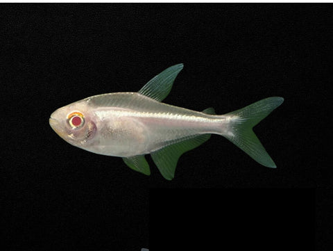Albino Black Neon Tetra