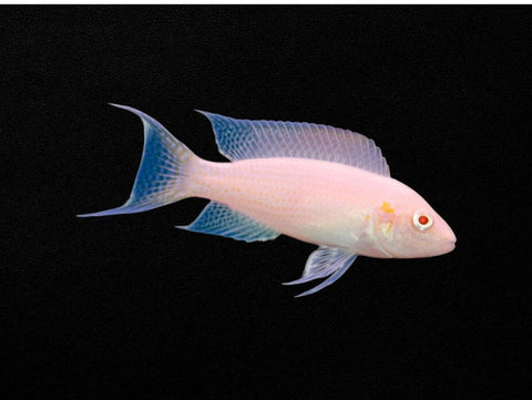 Albino Brichardi
